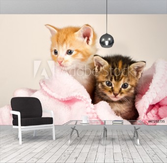Picture of Two kittens in a pink blanket